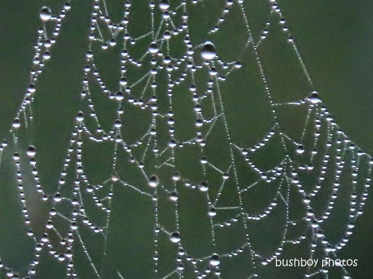 spiders_web_water_drops_named_caniaba_may 2019