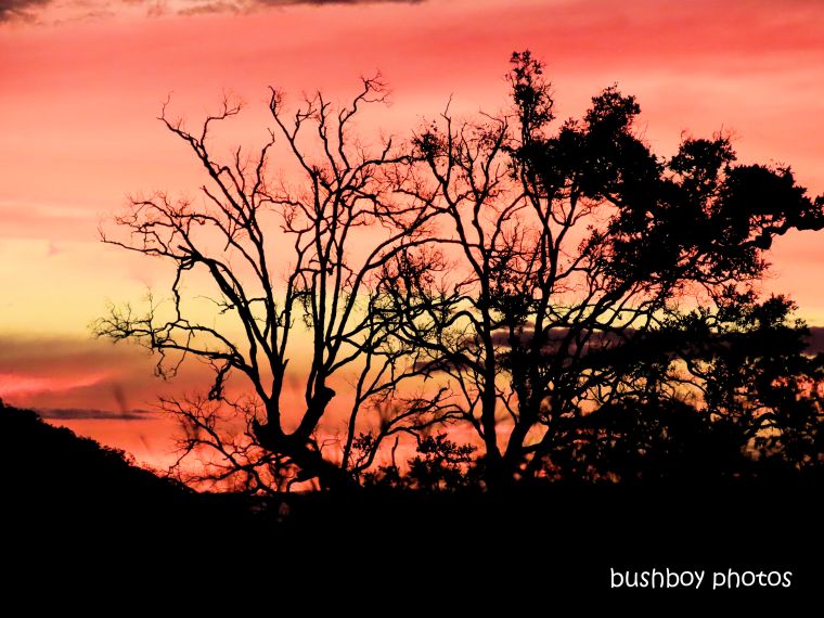 sunset_red_bare_tree_named_caniaba_may 2019