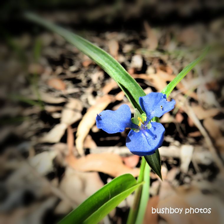 190722_blog_challenge_blue_flower_durranbah_native