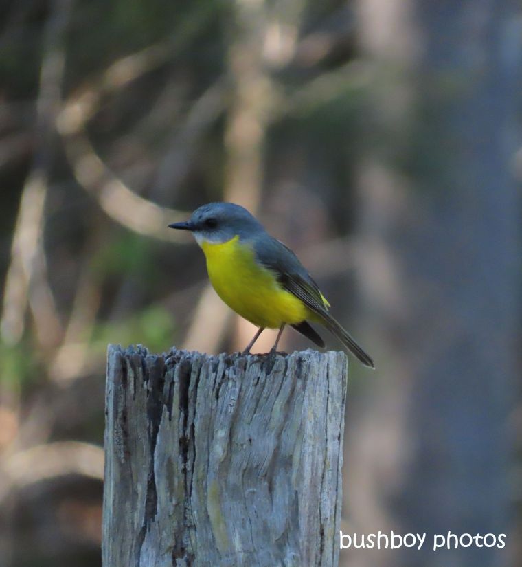 eastern_yellow_robin_named_home_jacadgery_june 2019