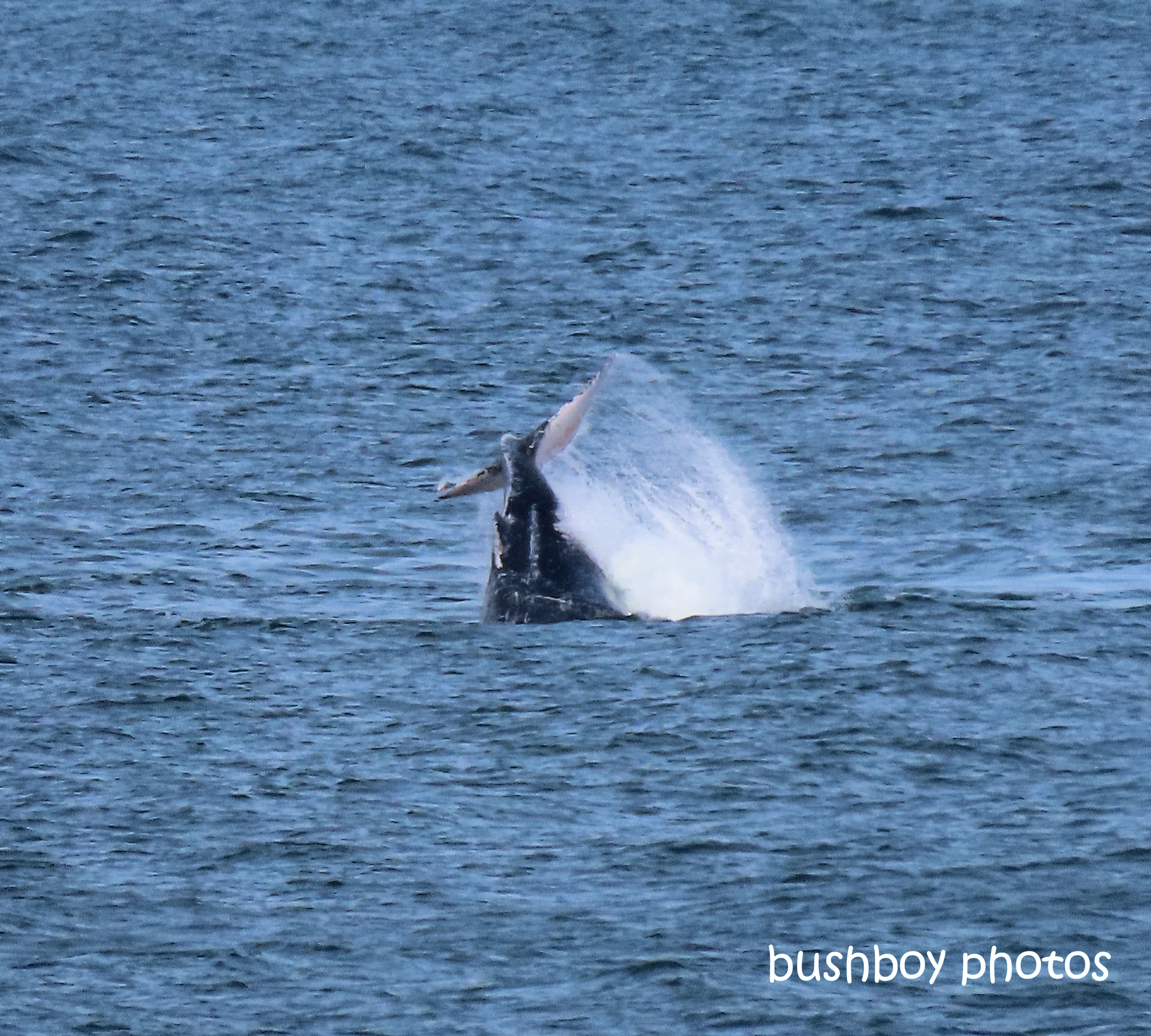 humpback_whale_tail_splash2_named_ballina_headland_june 2019