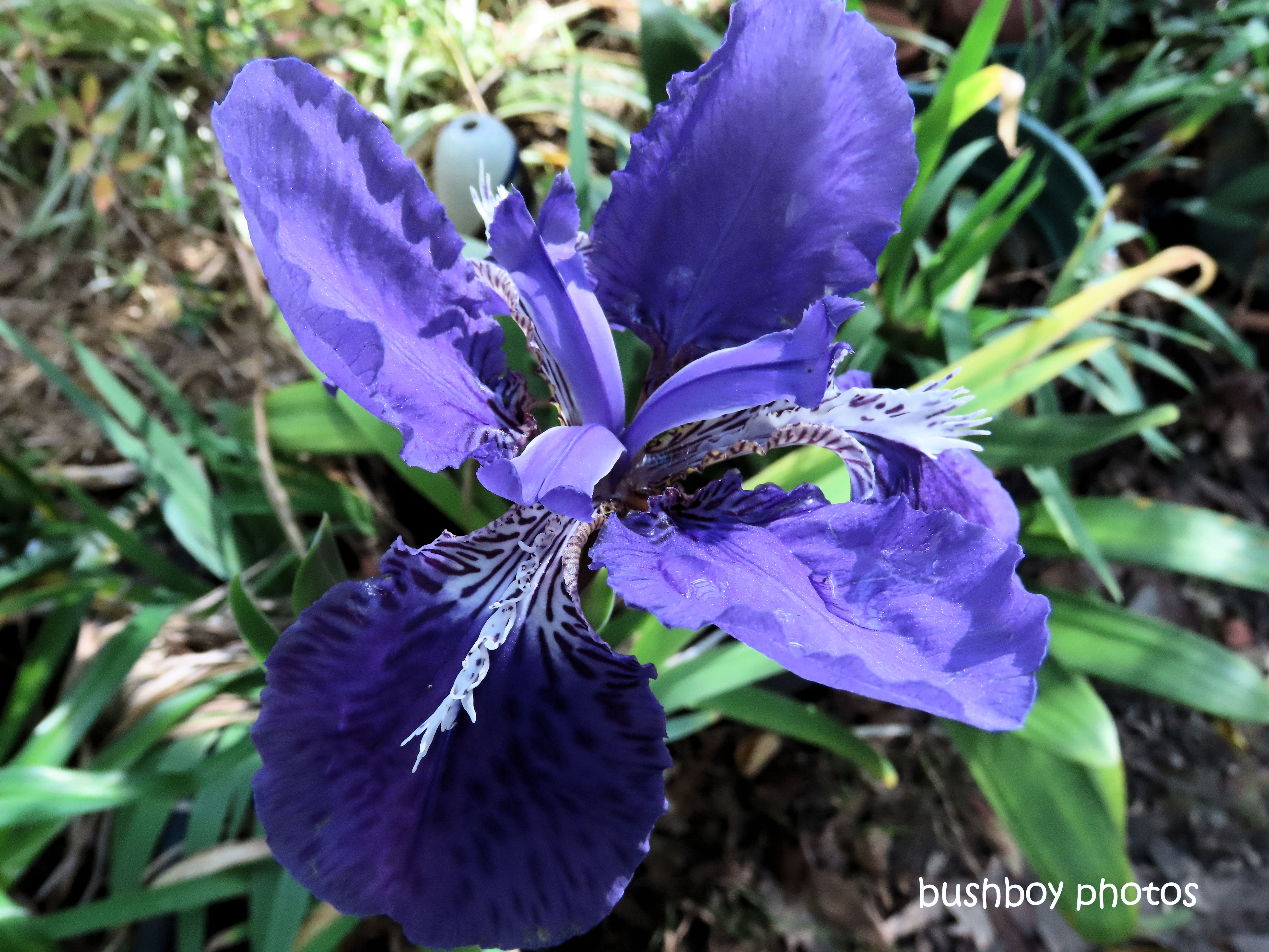 iris_purple_garden_named_home_jackadgery_june 2019