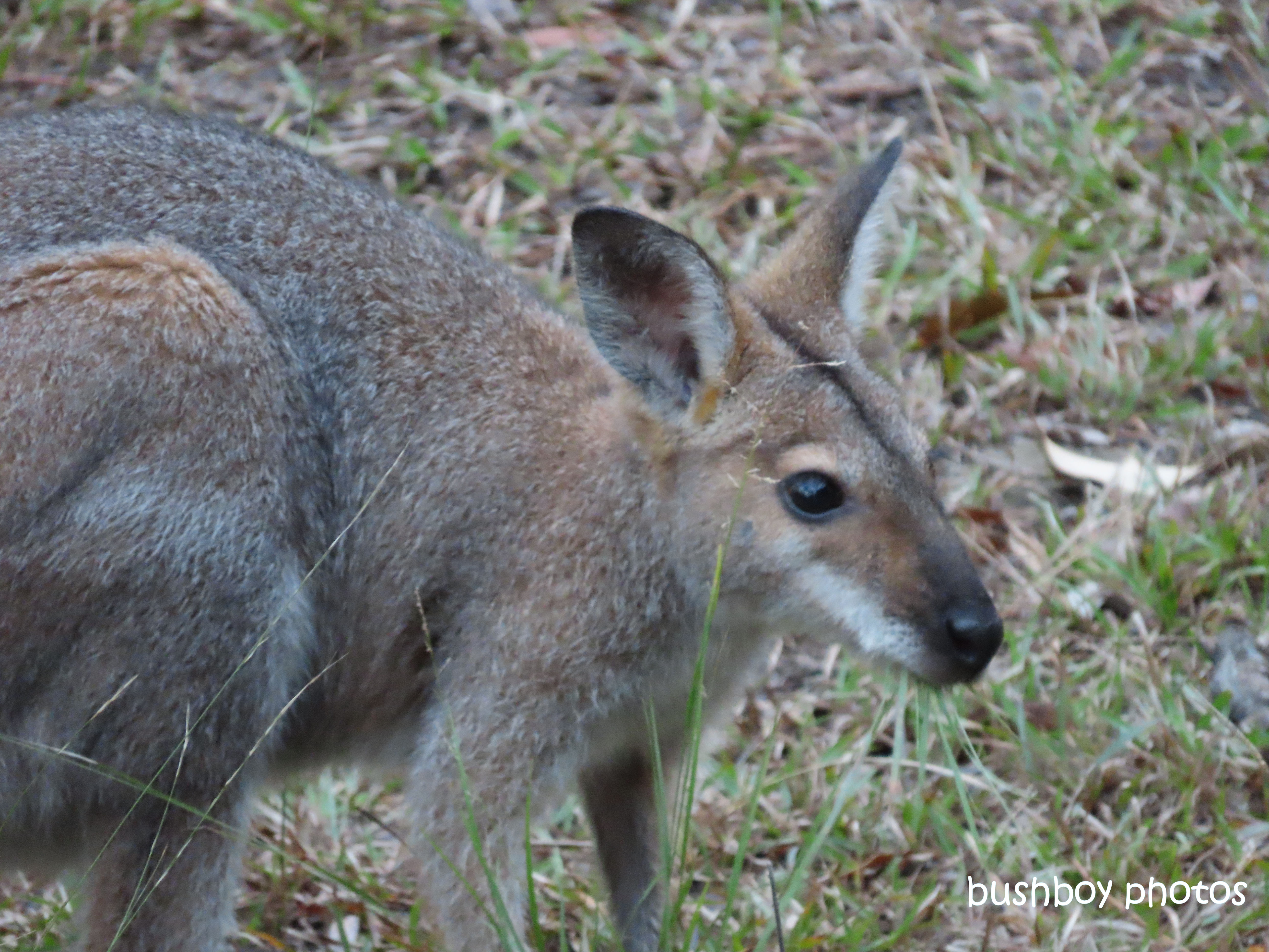 red-necked_wallaby_named_home_jackadgery_june 2019