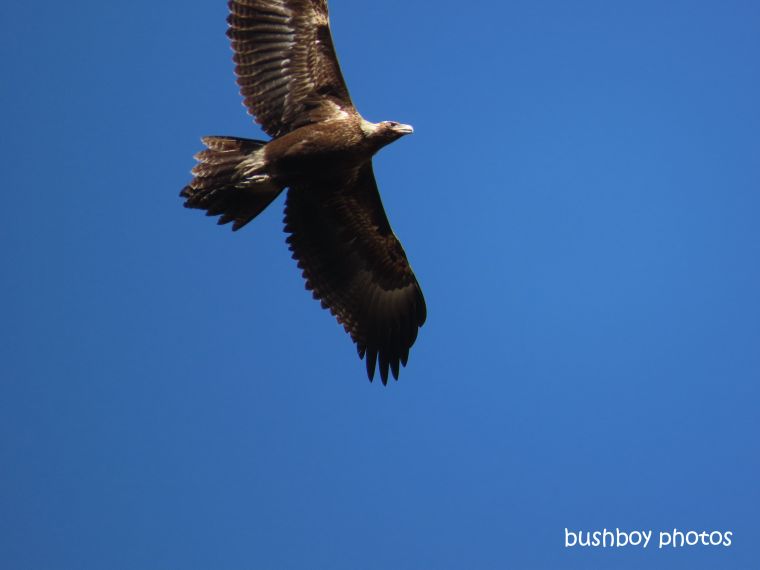 190828_blog_challenge_quote_looking_up_wedged-tailed_eagle3