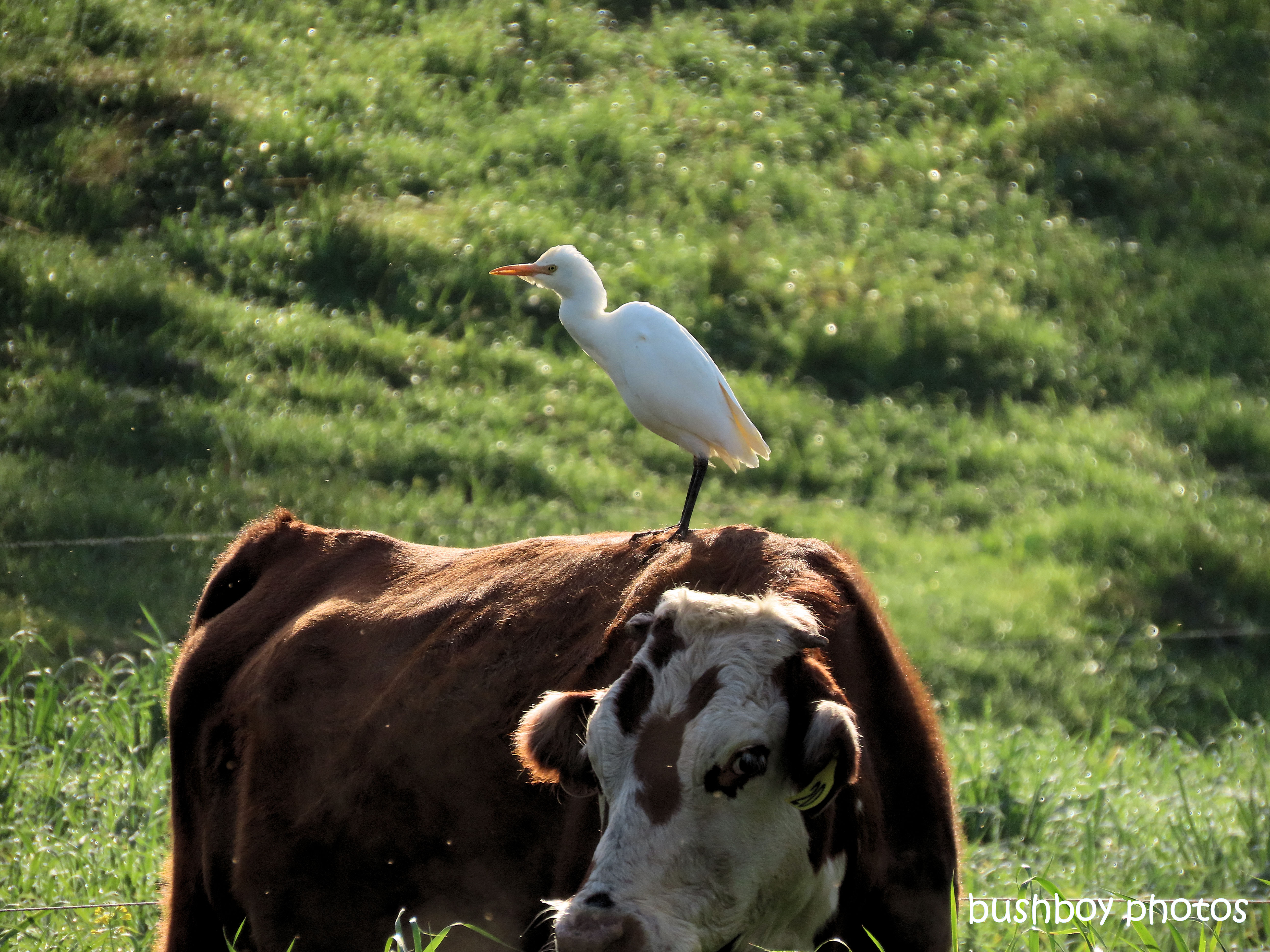 egret)cattle_standing_cow_farm_caniaba_july 2019