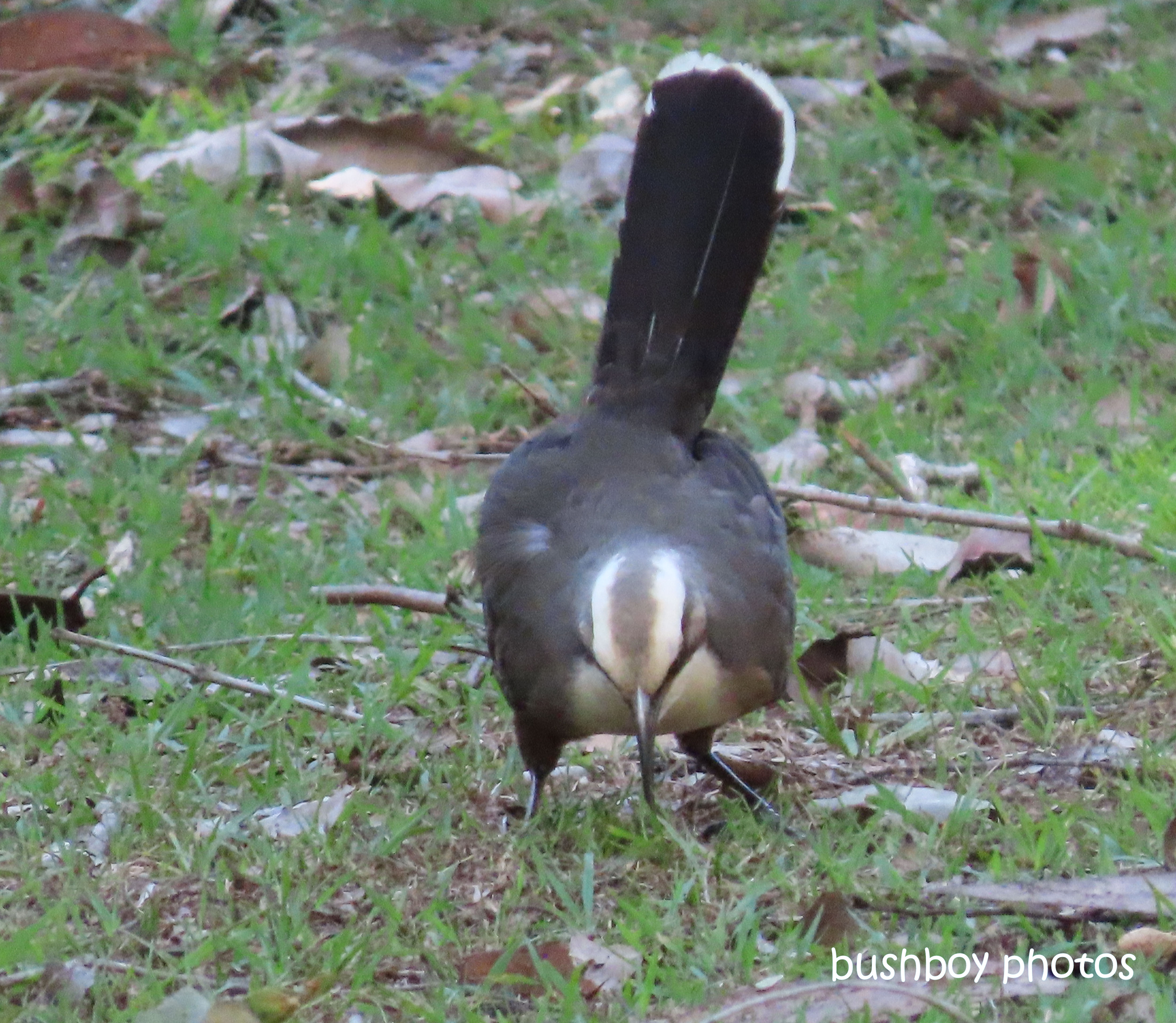 grey_crowned_babbler_gully_home_jackadgery_july 2019