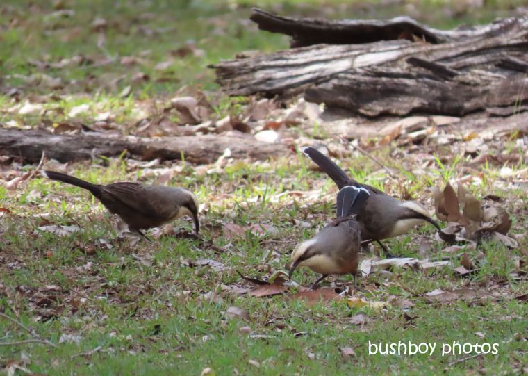 grey_crowned_babblers_three_home_jackadgery_july 2019