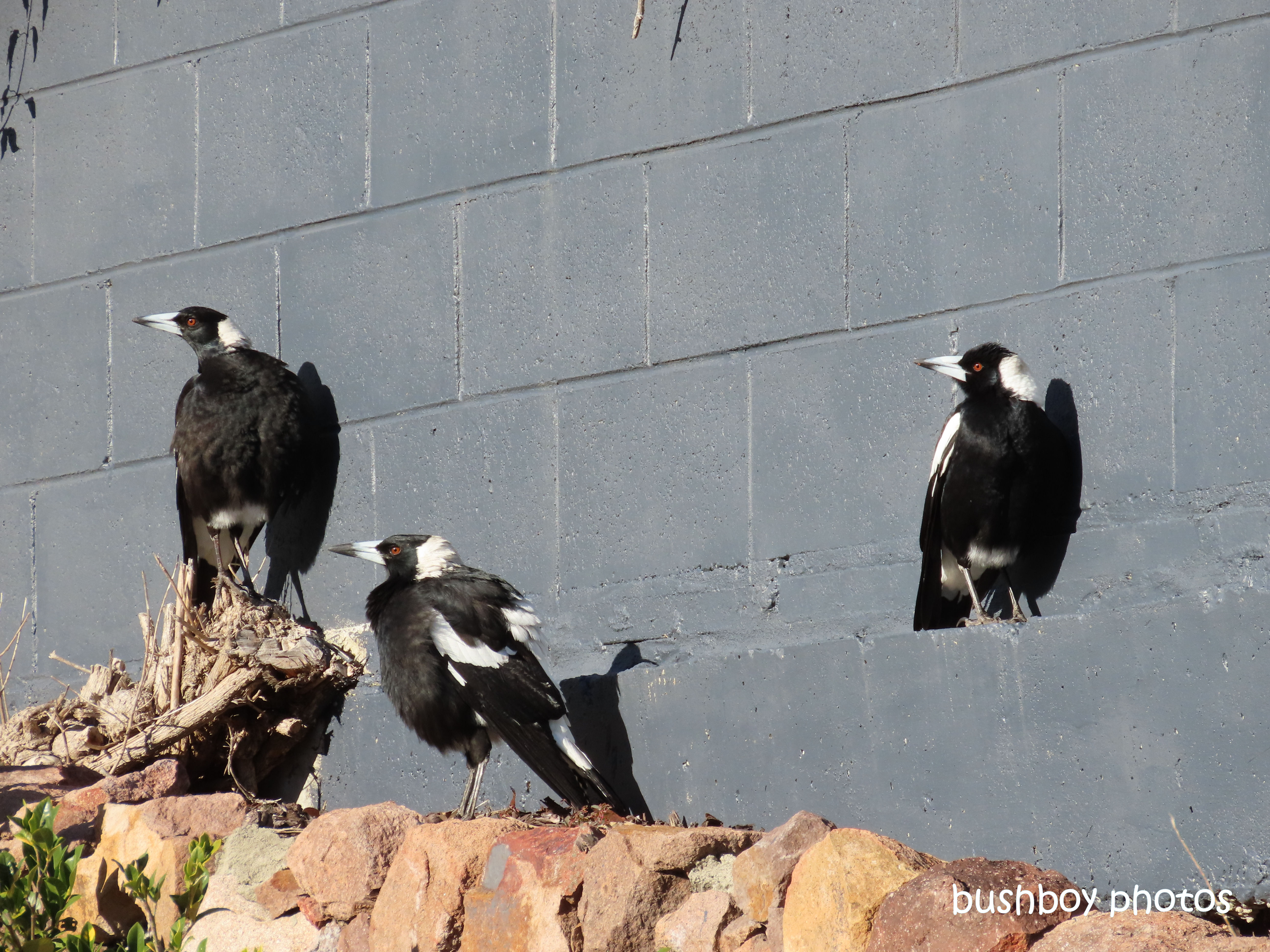 magpies_wall_sun_nelson_bay_july 2019