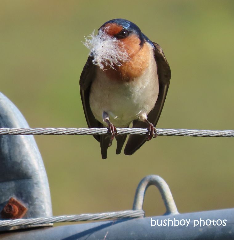 welcome_swallow_feather_nest_caniaba_july 2019