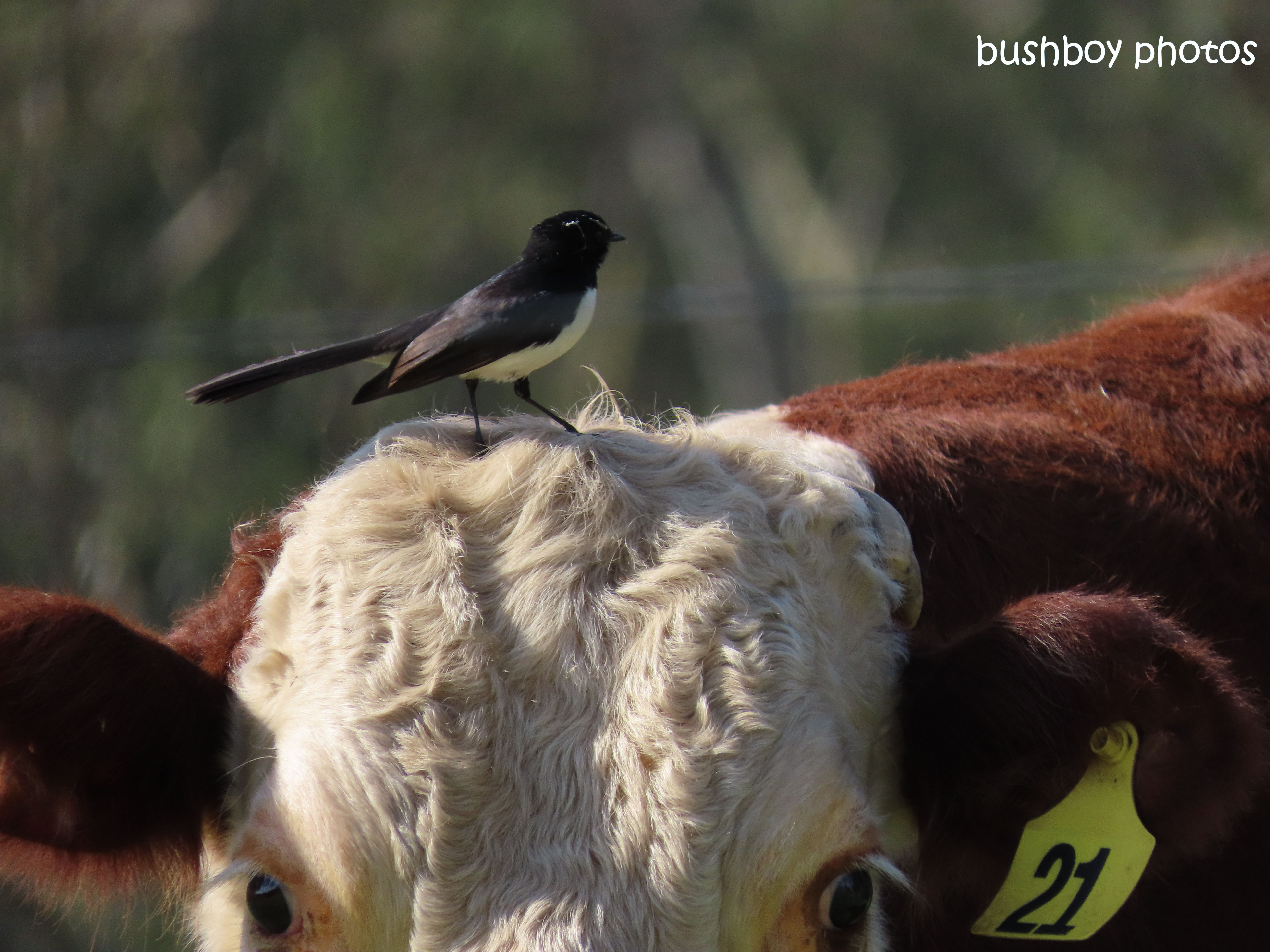 willie_wagtail_cow_farm_caniaba_july 2019