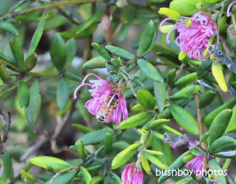 bee_grevillia_named_caniaba_august 2019