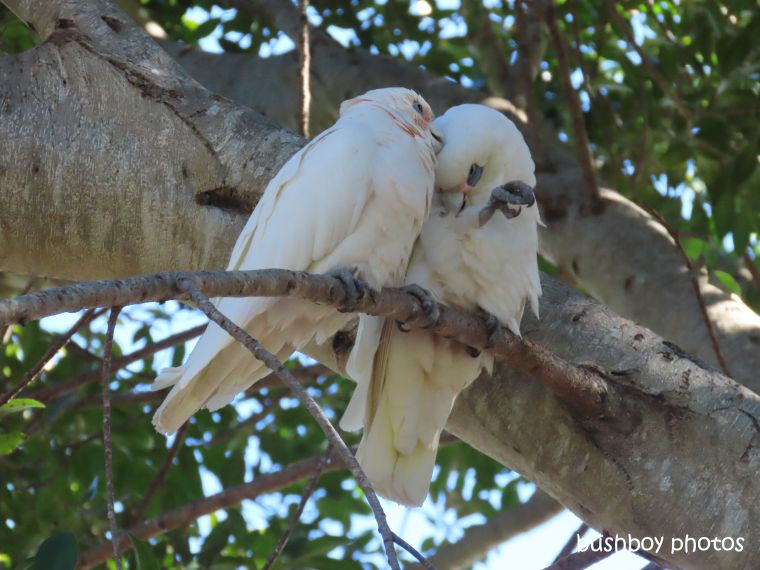 corellas_fig_tree_named_nelson_bay_august 2019