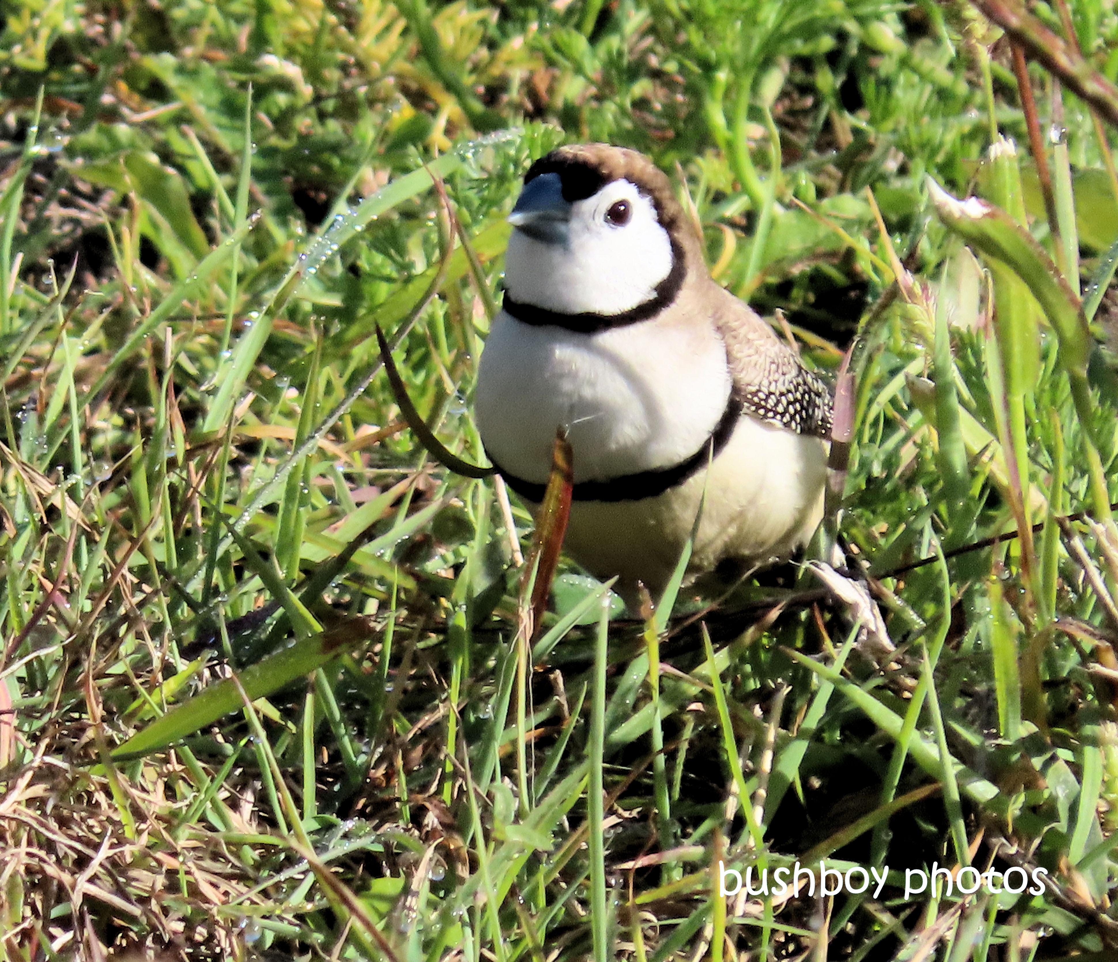 double-barred_finch_grass_named_caniaba_august 2019