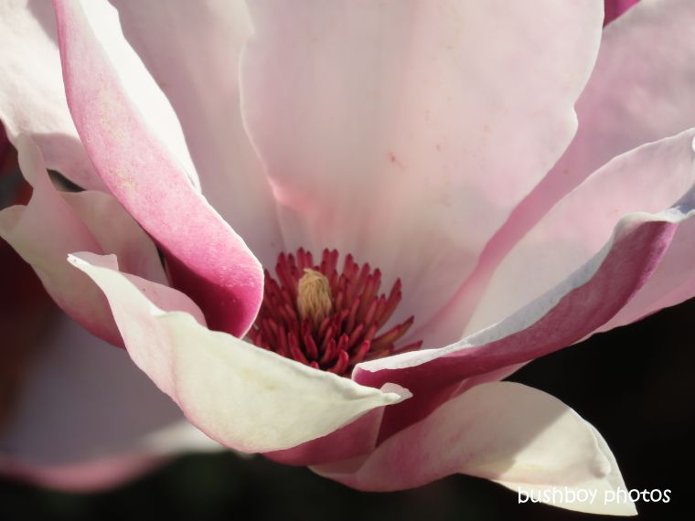 flower_magnolia_named_kyogle_august 2019