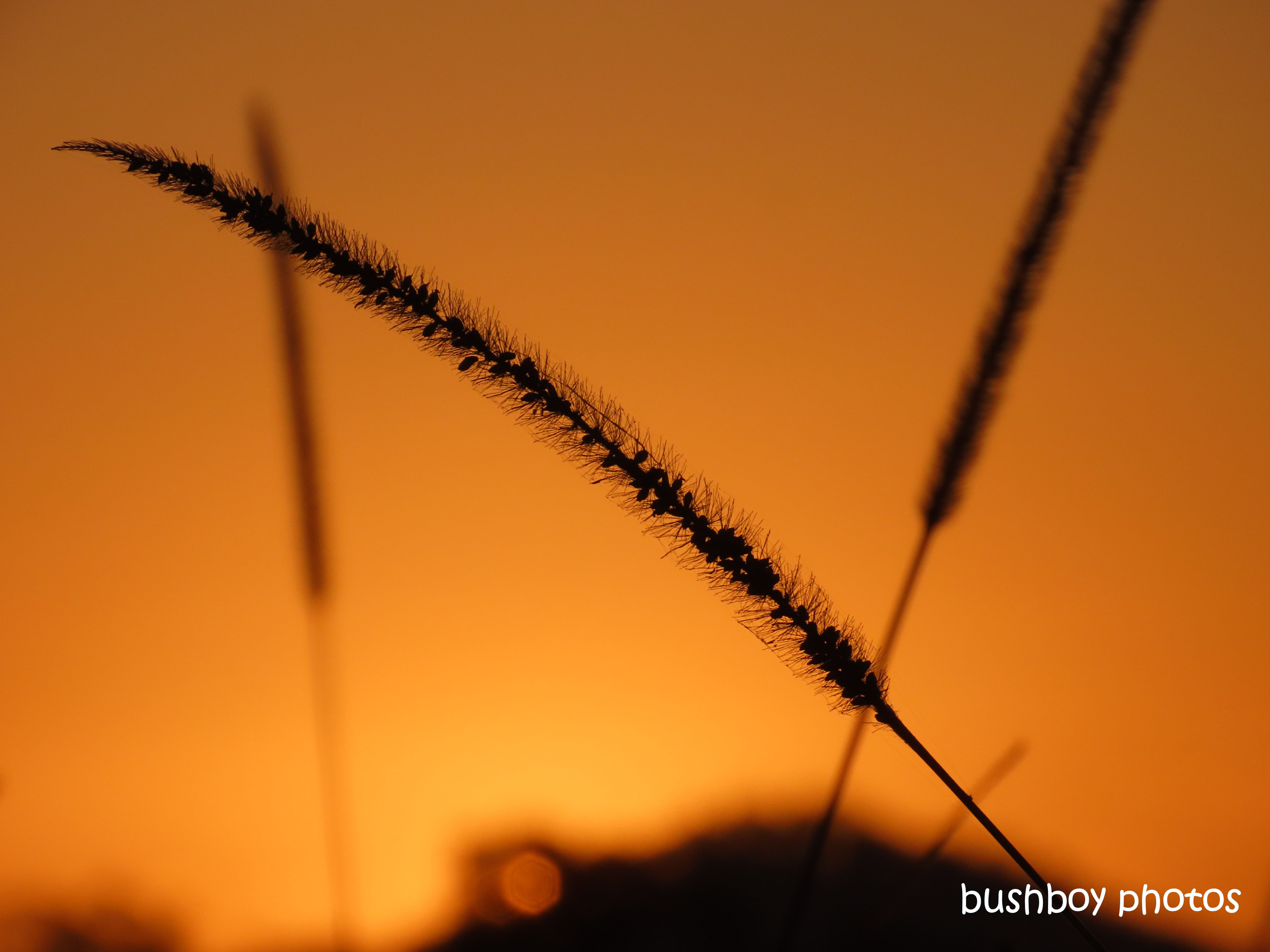 grass_seeds_sunset_orange_named_caniaba_august 2019
