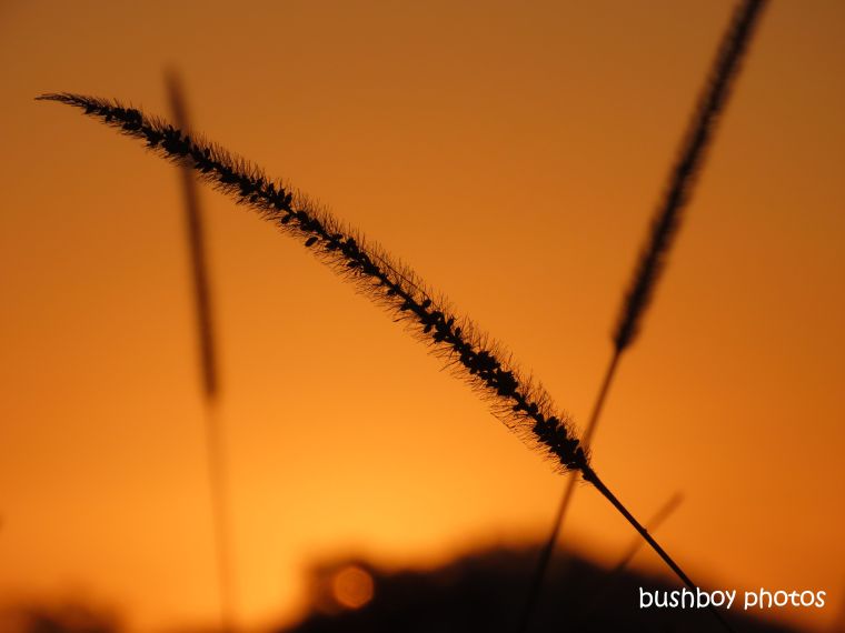 grass_seeds_sunset_orange_named_caniaba_august 2019