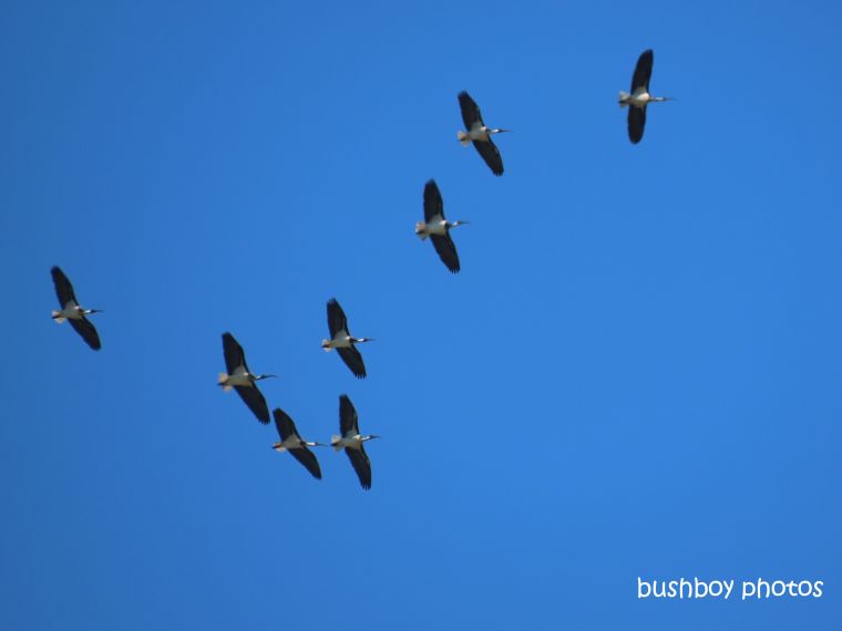 ibis_flying_blue_sky_named_caniaba_august 2019