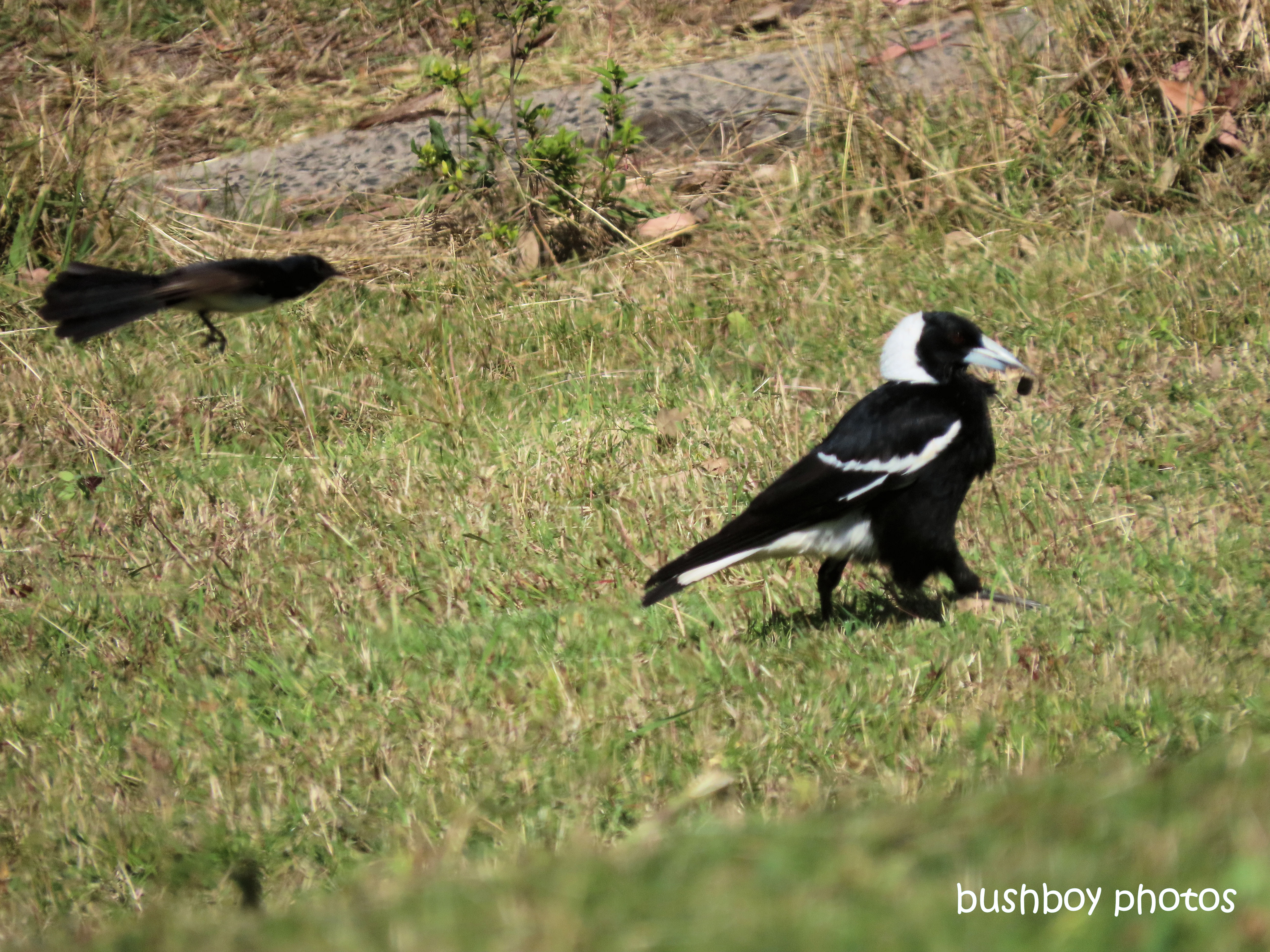 magpie_willie_wagtail_attack1_named_caniaba_august 2019