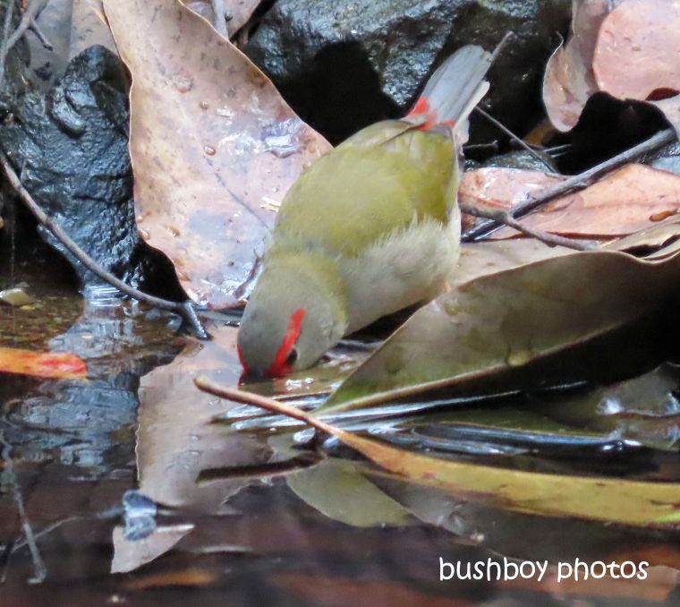 red_browed_firetail_finch_drinking_waterhole_named_home_jackadgery_august 2019
