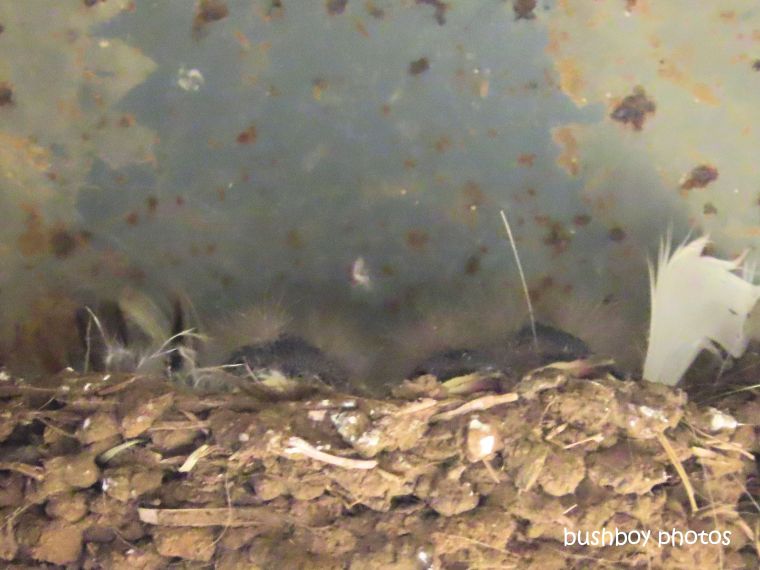 welcome_swallow_nest_chicks_named_caniaba_august 2019
