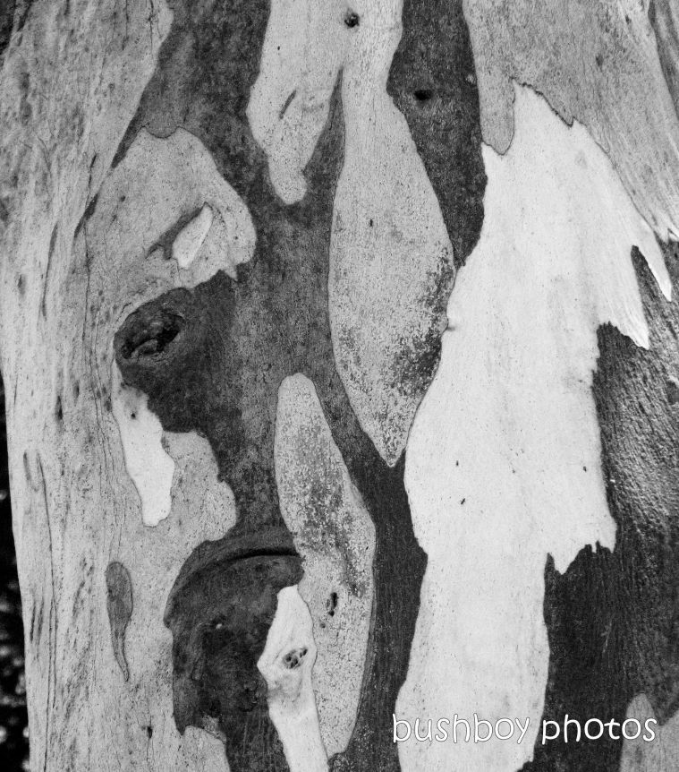 191011_blog_challenge_blackandwhite_tree_art_bark_spotted_gum