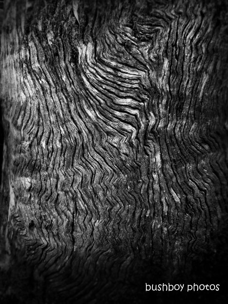 191011_blog_challenge_blackandwhite_tree_art_wood_pattern