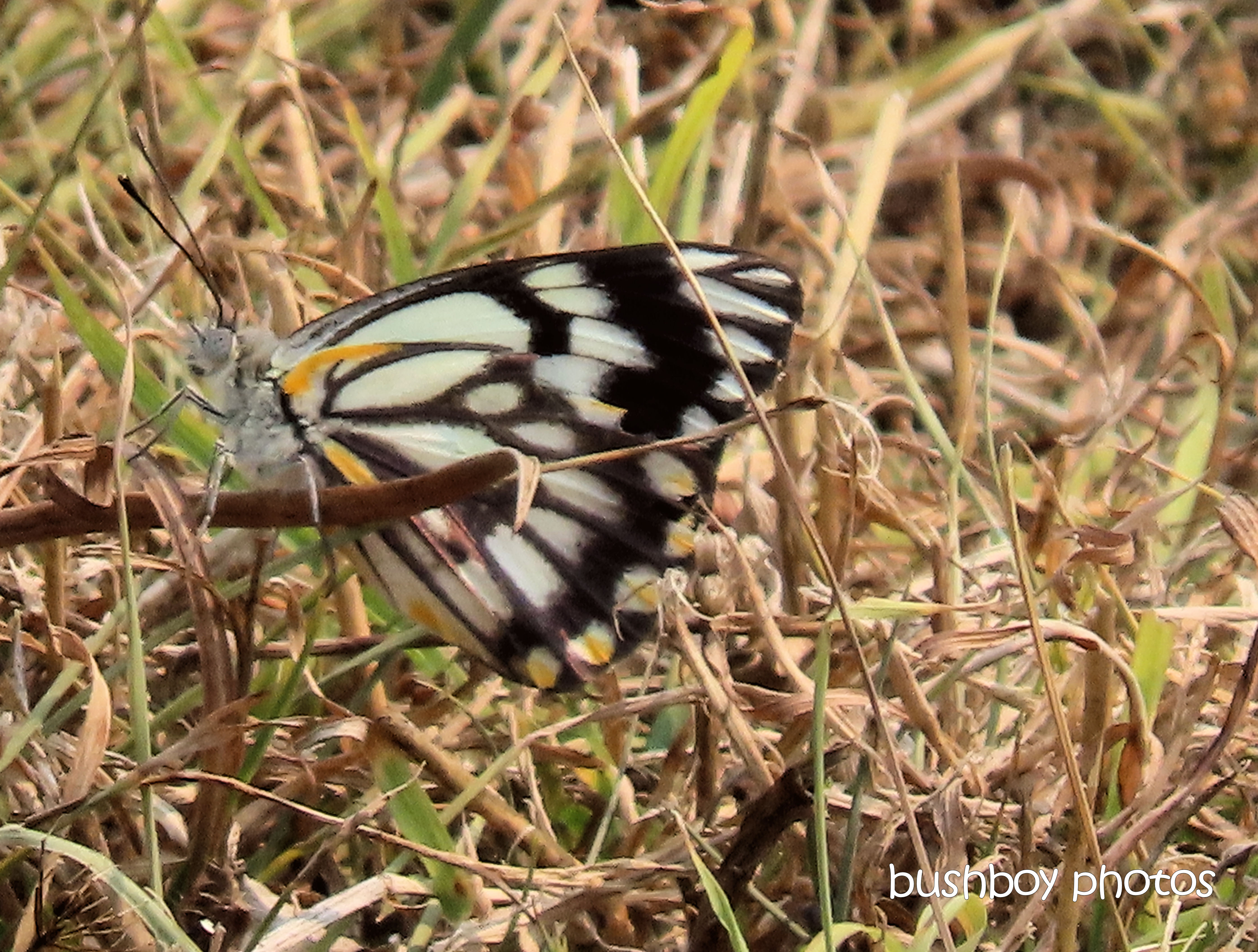 butterfly_caper_white_named_caniaba_sept 2019