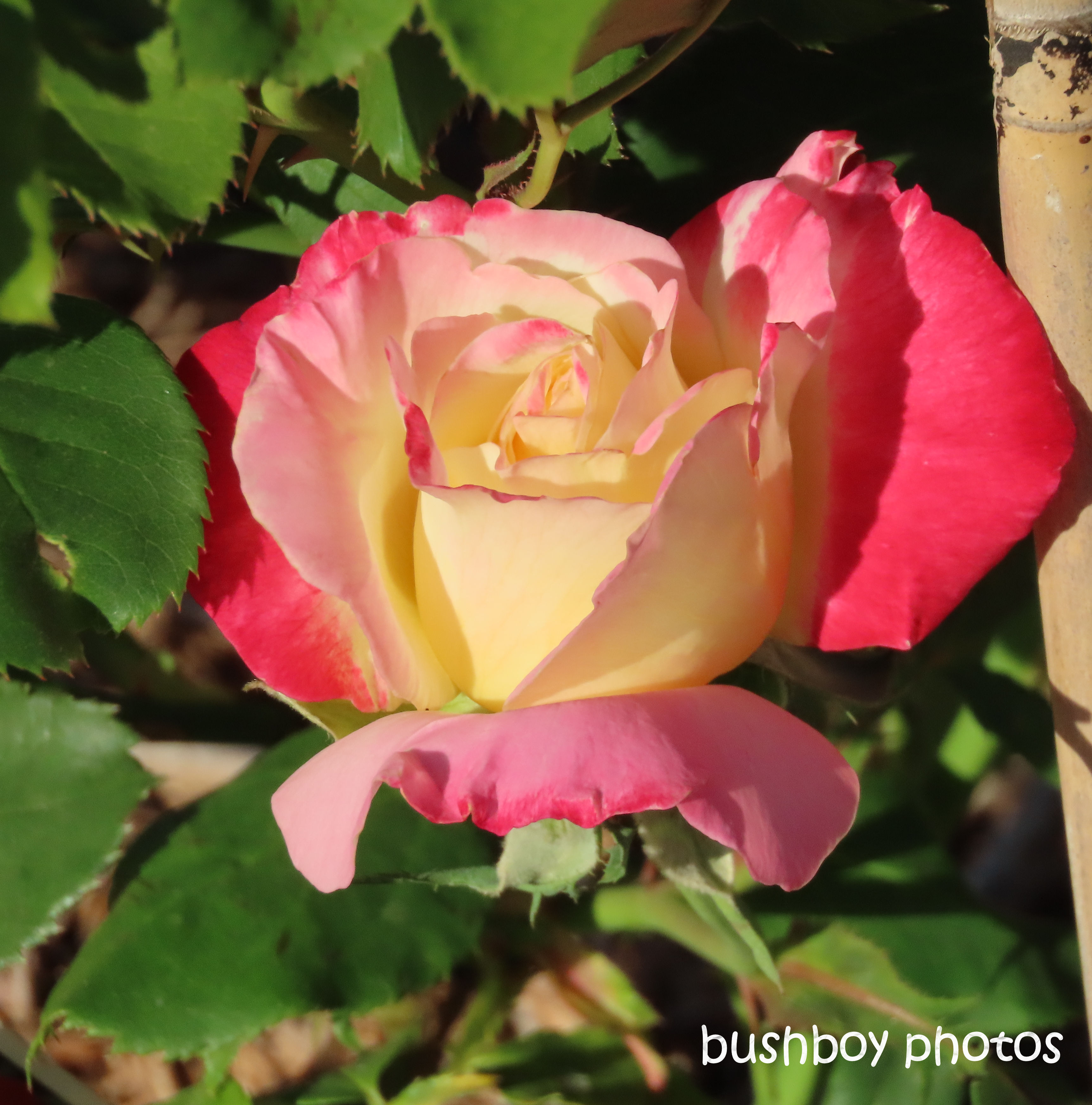 flower_rose_double_delight2_named_caniaba_sept 2019