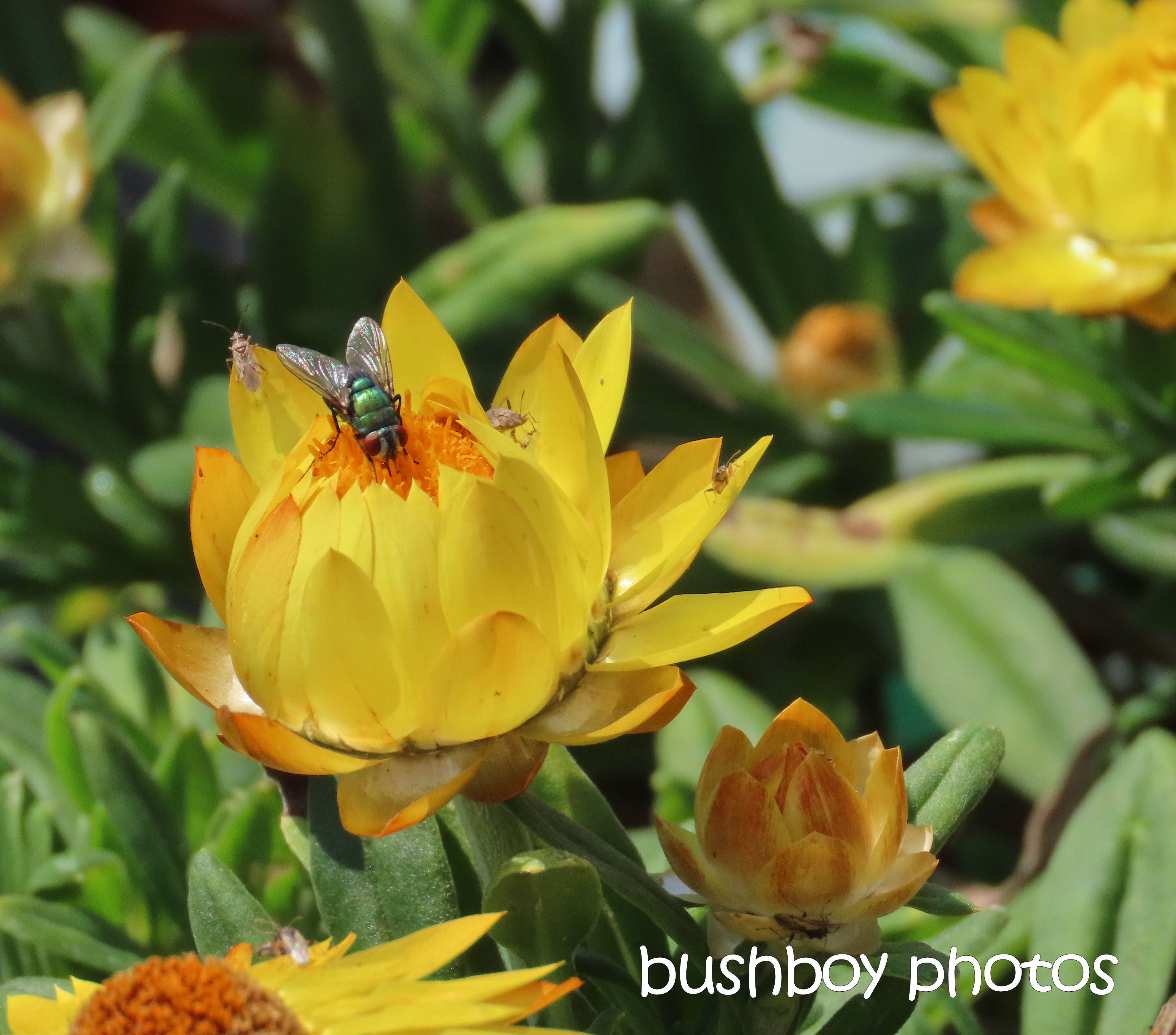 fly_insect_flower_nursery_named_byron_bay_sept 2019