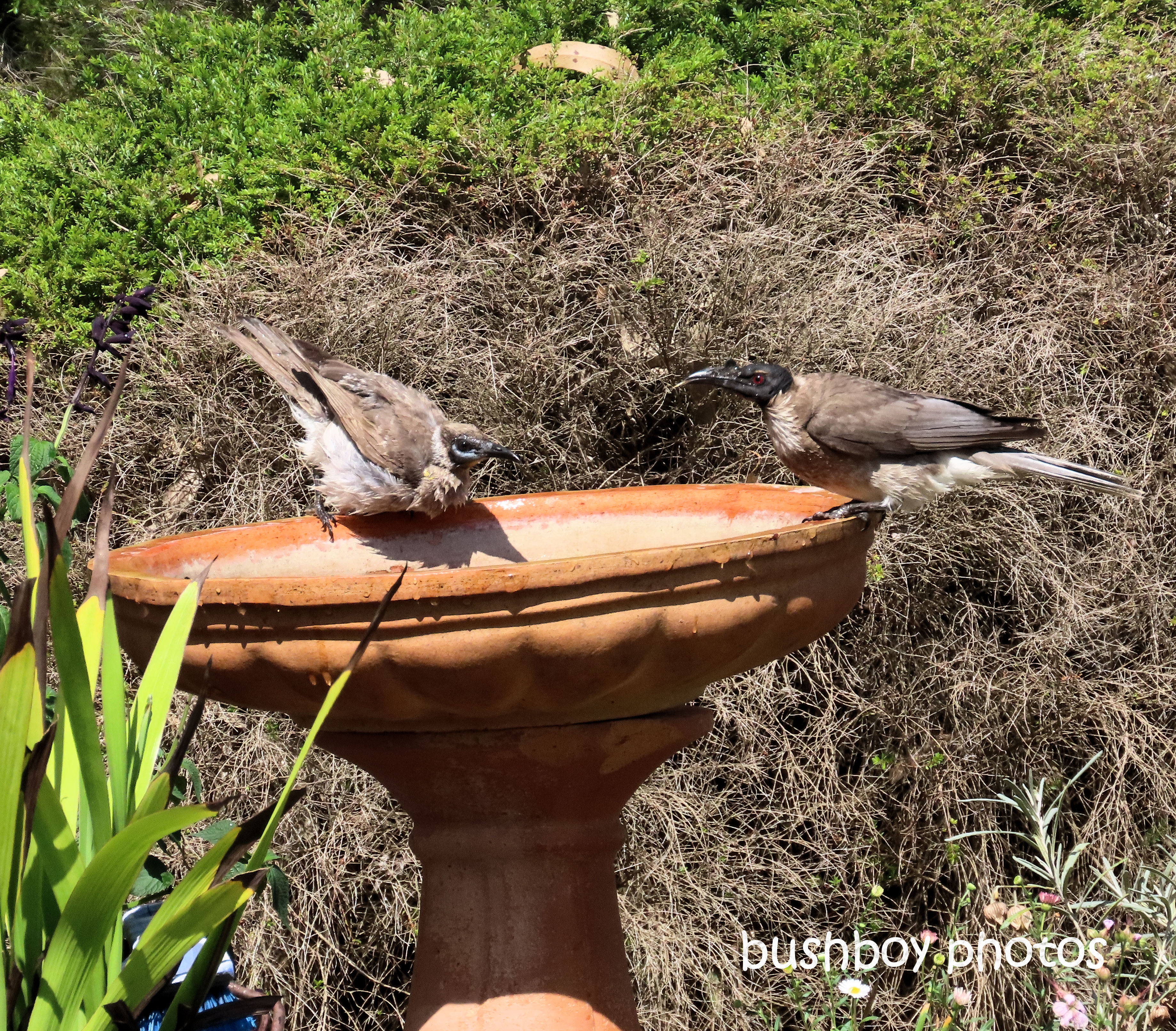 friarbirds_noisy_little_bird_bath_named_caniaba_sept 2019