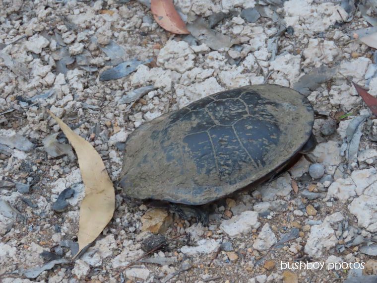 long-necked tortoise_rescue_dam_shell_named_home_jackadgery_oct 2019