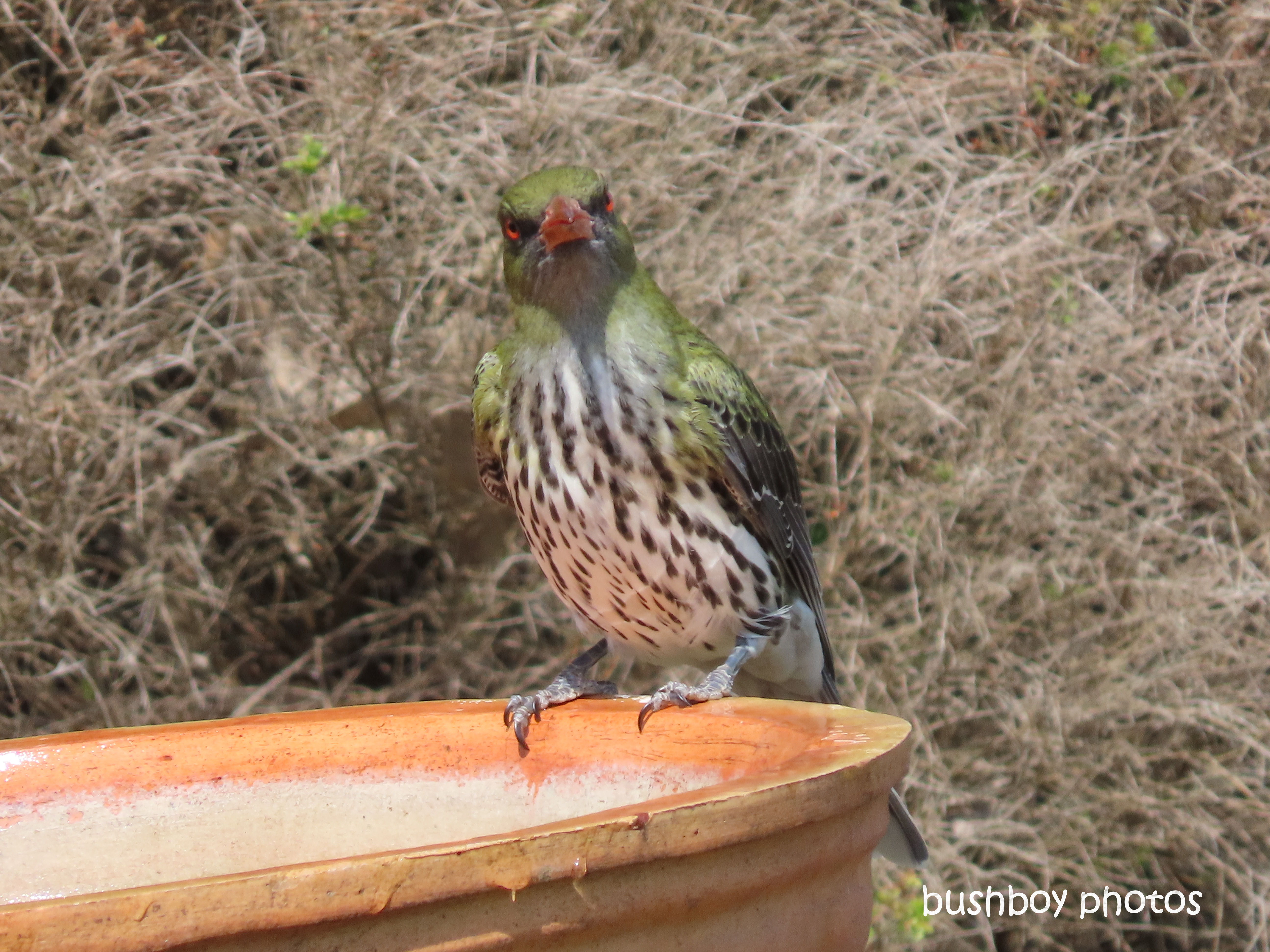 olive-backed oriel_looking_bird_bath_named_caniaba_sept 2019