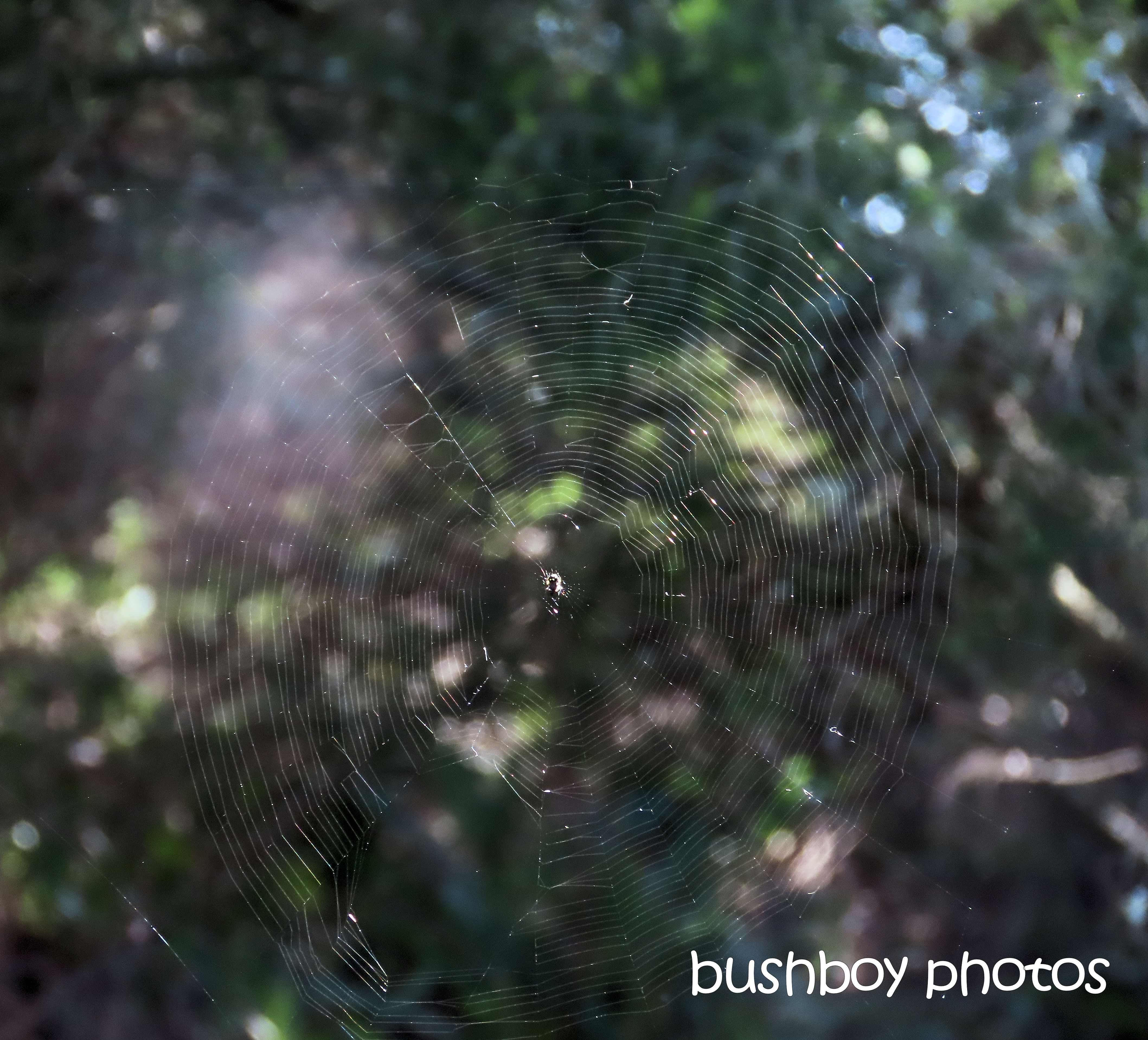 spider_web_small_named_caniaba_sept 2019