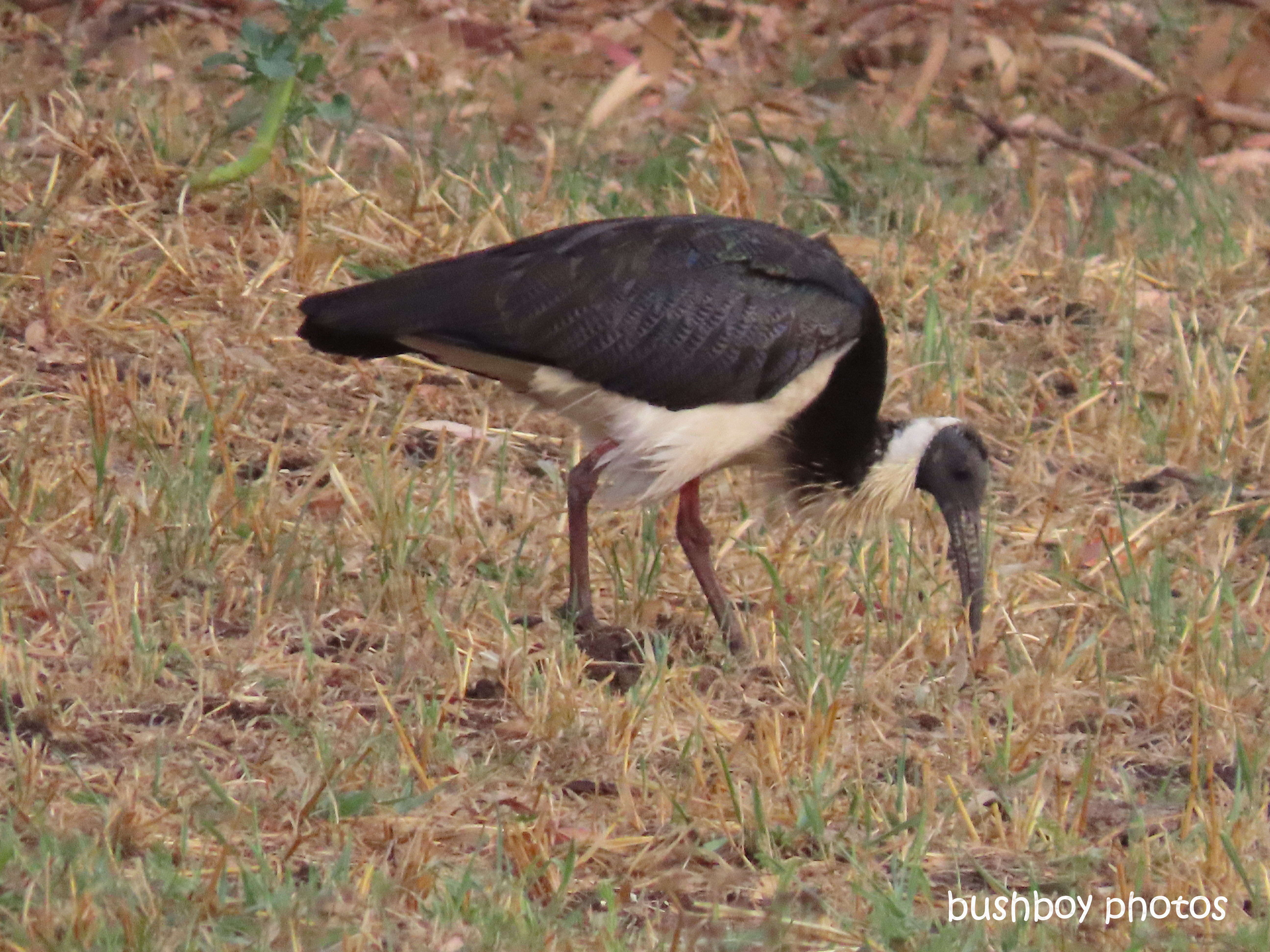 straw-necked ibis_ named_caniaba_sept 2019