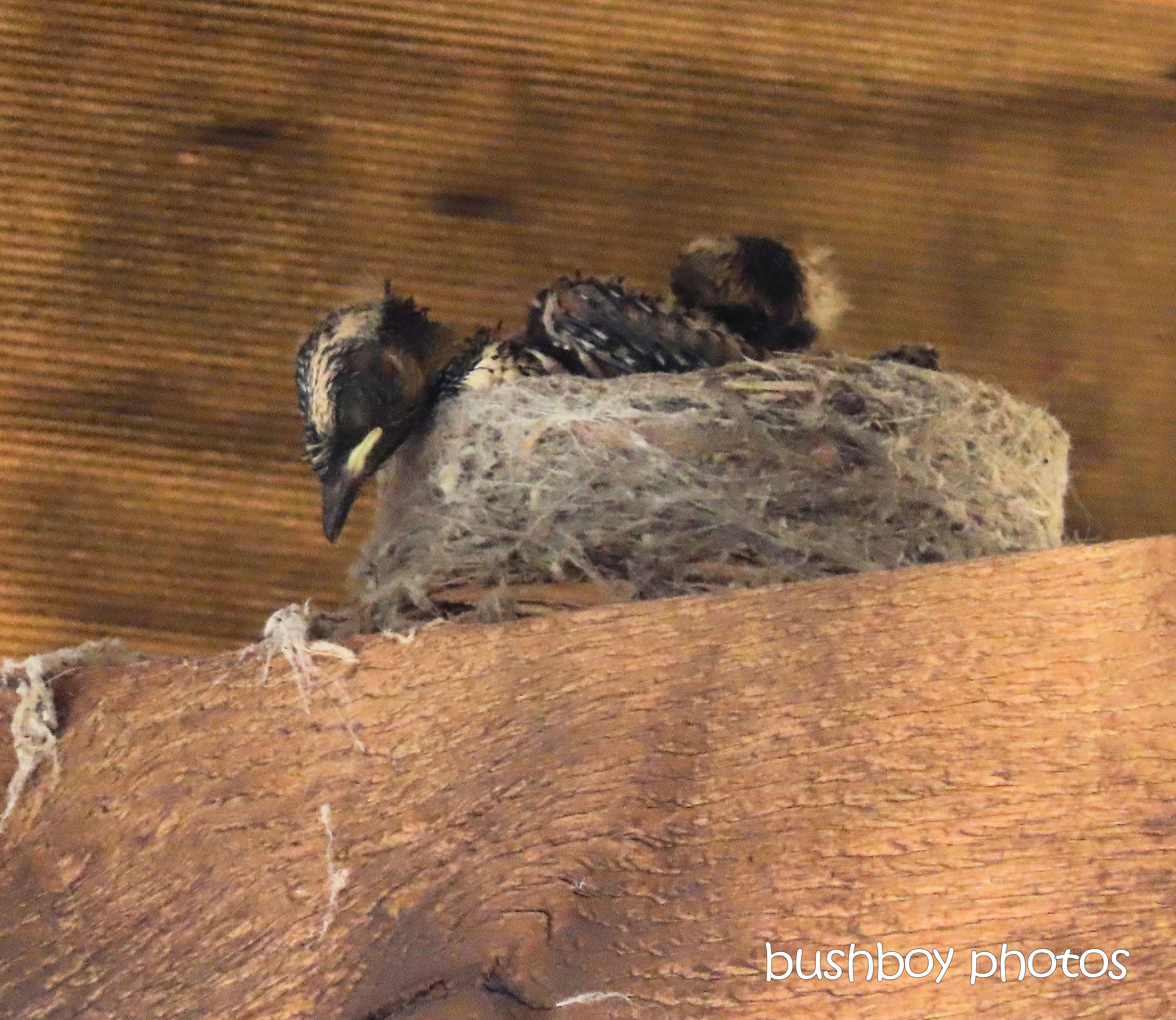 willie_wagtail_chick_nest_named_caniaba_sept 2019