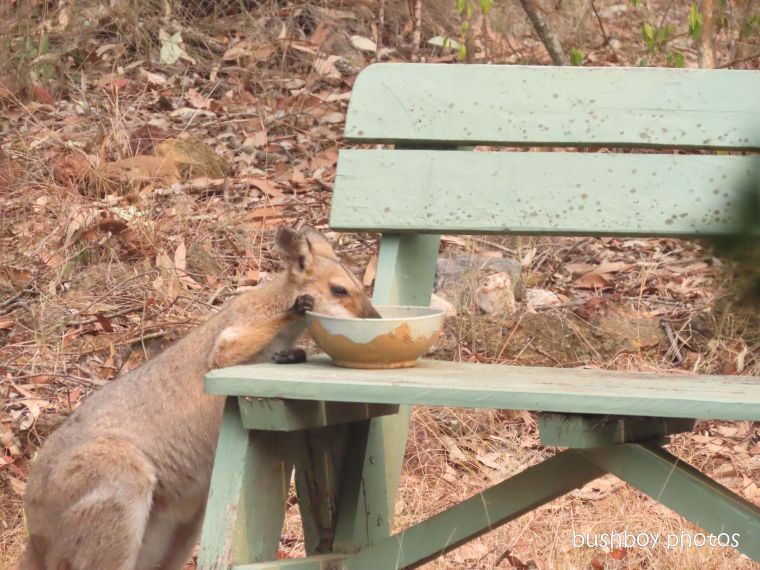 red-necked wallaby_female_drinking_named_home_jackadgery_nov 2019