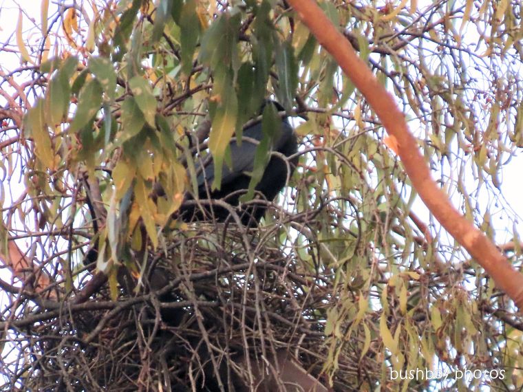 australian raven_nest_named_home_jackadgery_dec 2019