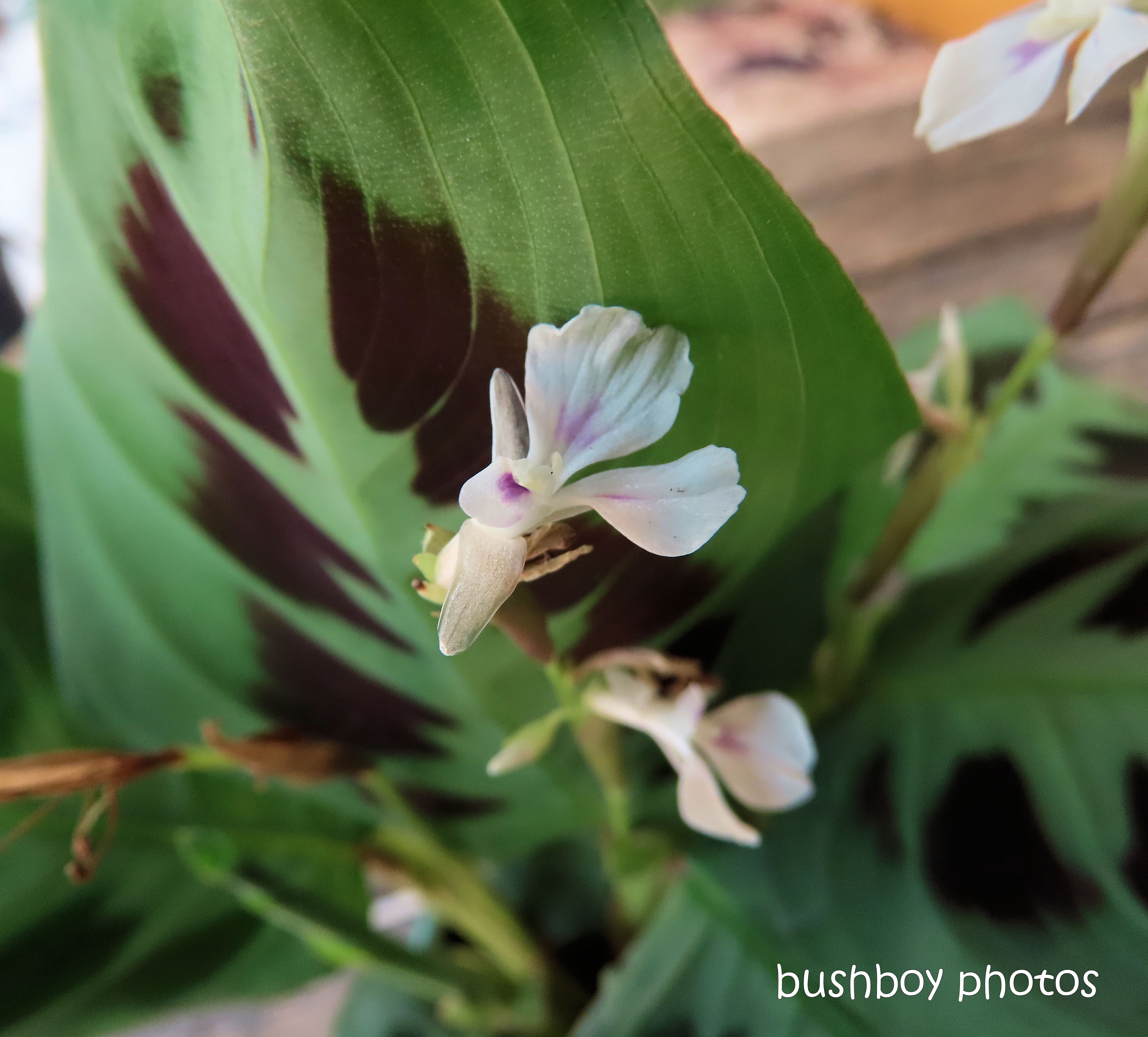 flower_calathea_plant_pot_named_home_jackadgery_nov 2019