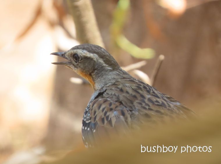 spotted quail thrush_garden__fire_durranbah_dec 2019