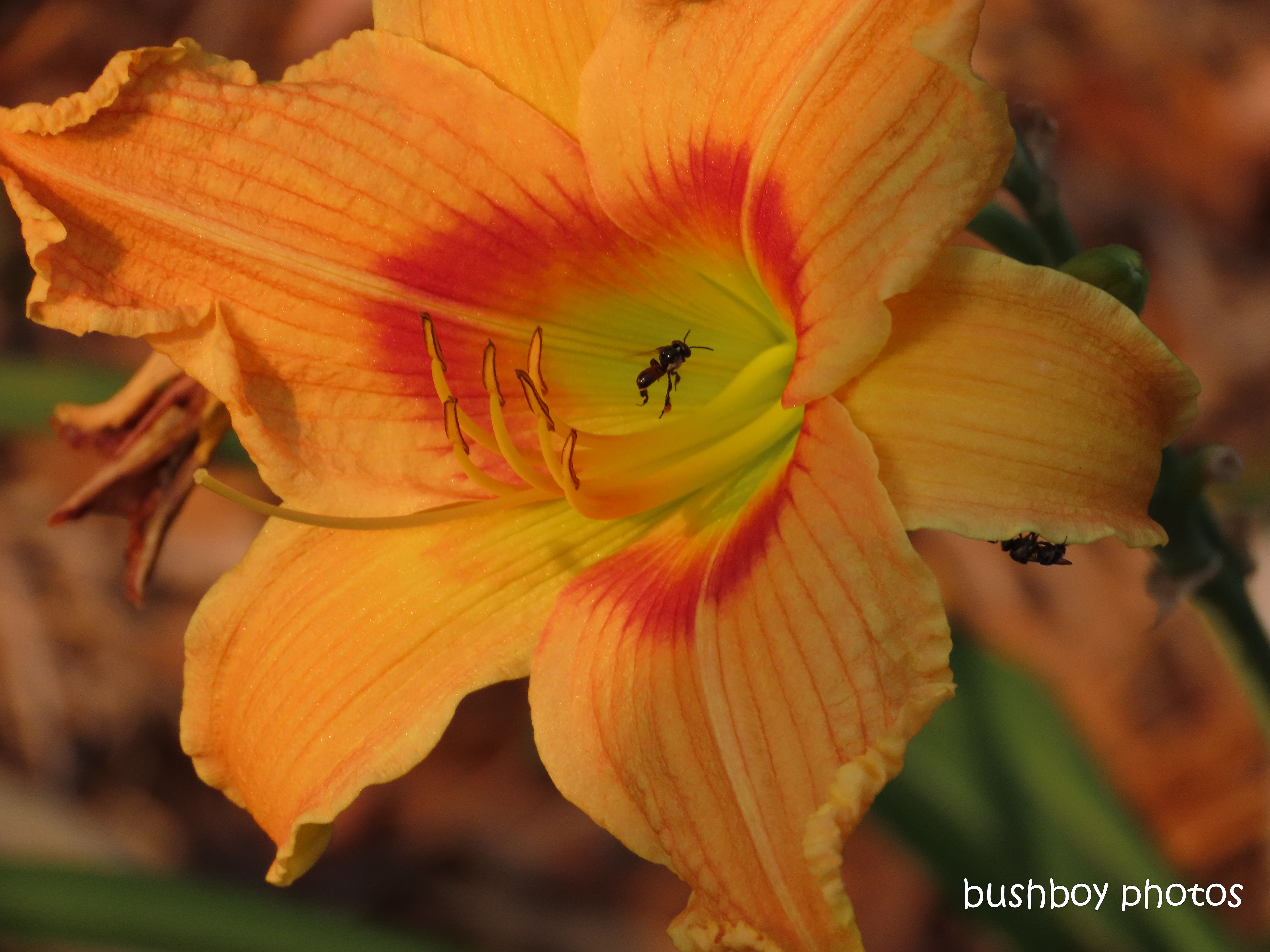 stingless native bee_day lily_orange_named_home_jackadgery_nov 2019