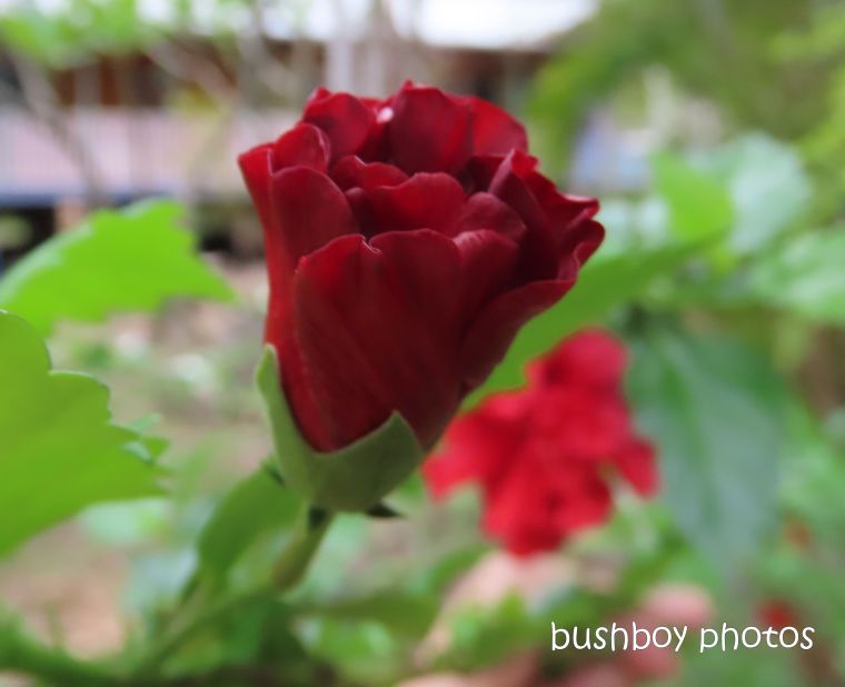 20200127_blog challenge_red_hibiscus_garden_durranbah