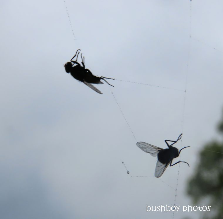 20200210_blog challenge_macro_spiders web_flies_water drops