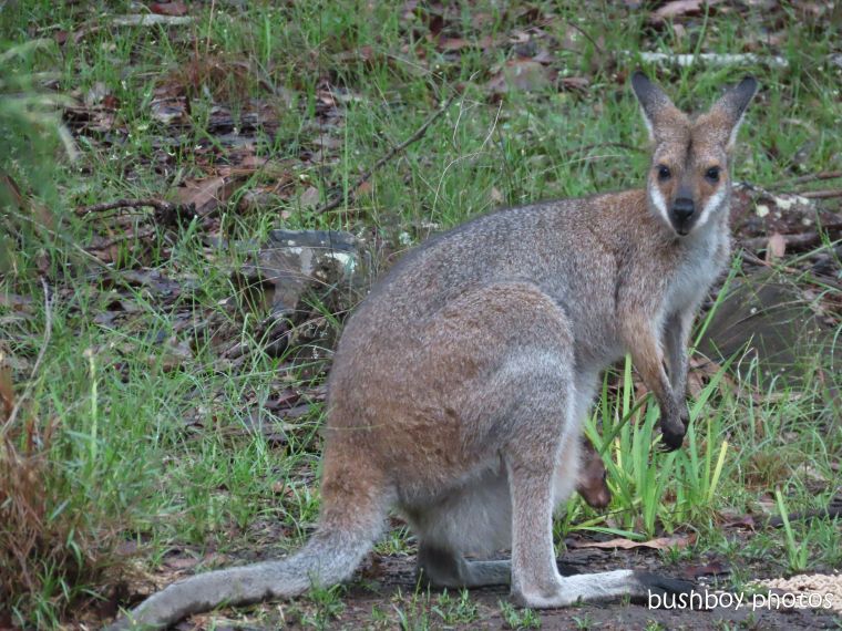 20200211_blog challenge_future_red necked wallaby_joey2_garden_home