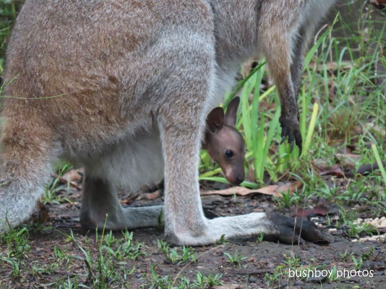 20200211_blog challenge_future_red necked wallaby_joey_garden_home