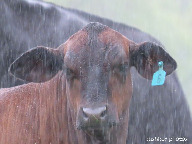20200224_blog challenge_water water_cow_rain