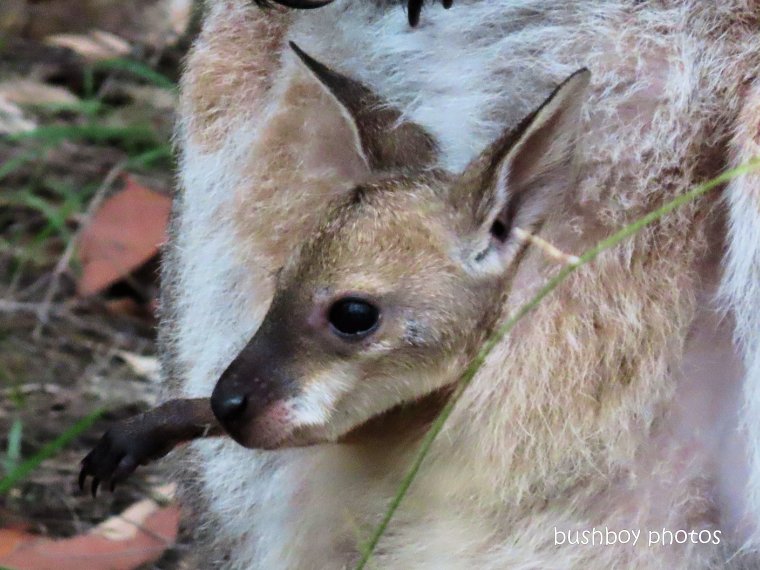 joey_red-necked wallaby_garden_named_home_jackadgery_feb 2020