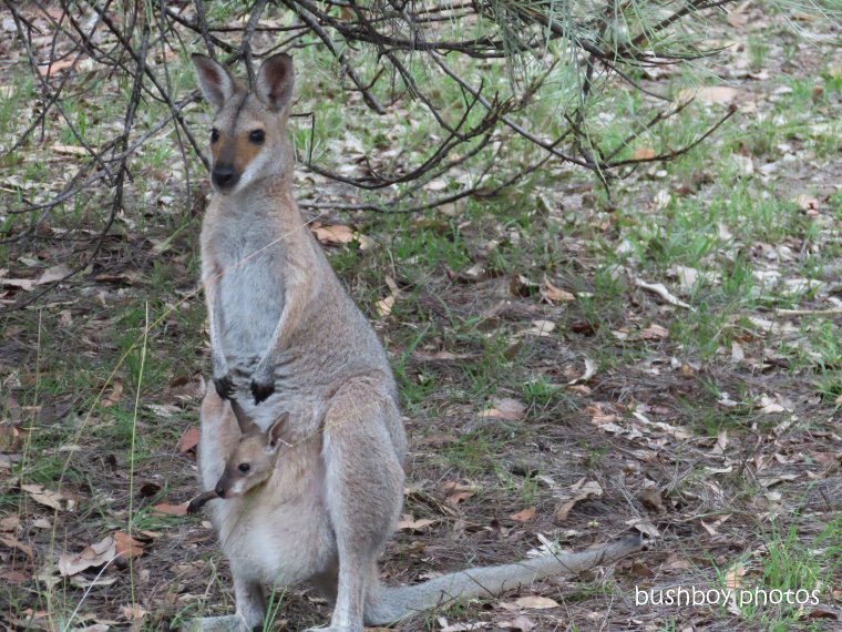 red-necked wallaby_joey_garden_named_home_jackadgery_feb 2020