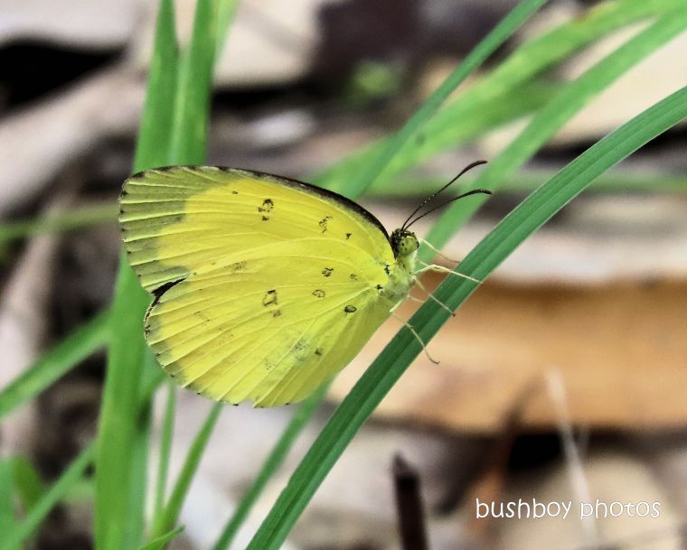20200316_blog challenge_im a fan of_butterflies_large grass yellow
