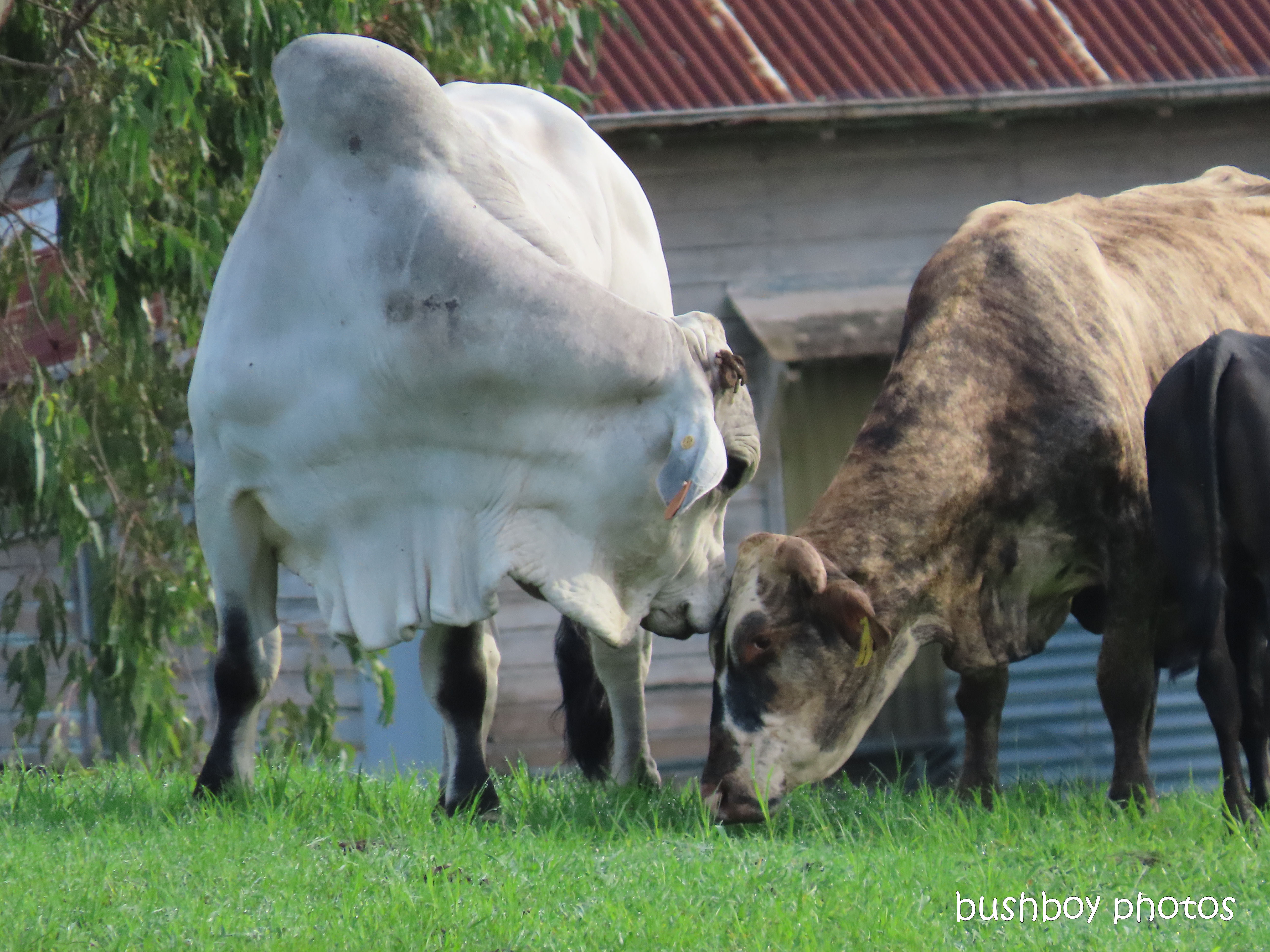 bull_ cow_love_farm_named_caniaba_feb 2020