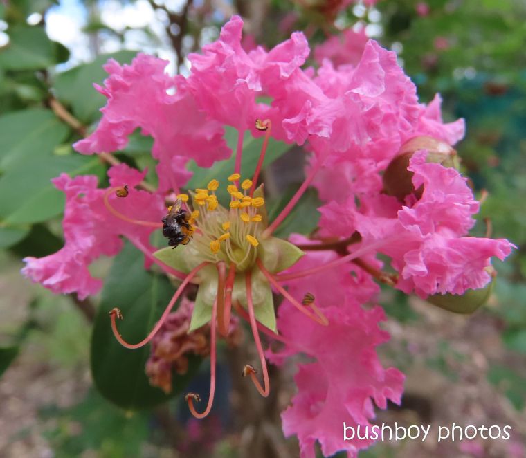 crepe myrtle_flowers_stingless native bee_named_home_jackadgery_feb 2020